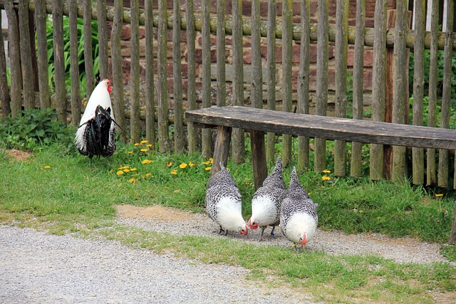 Branky k plotu jsou různé. 