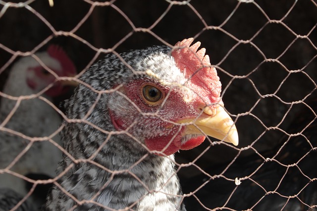 Slepice potřebují pletivo. 