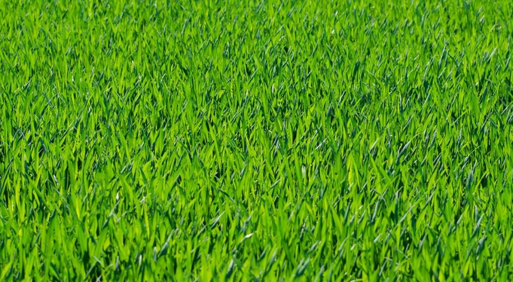 zelená tráva